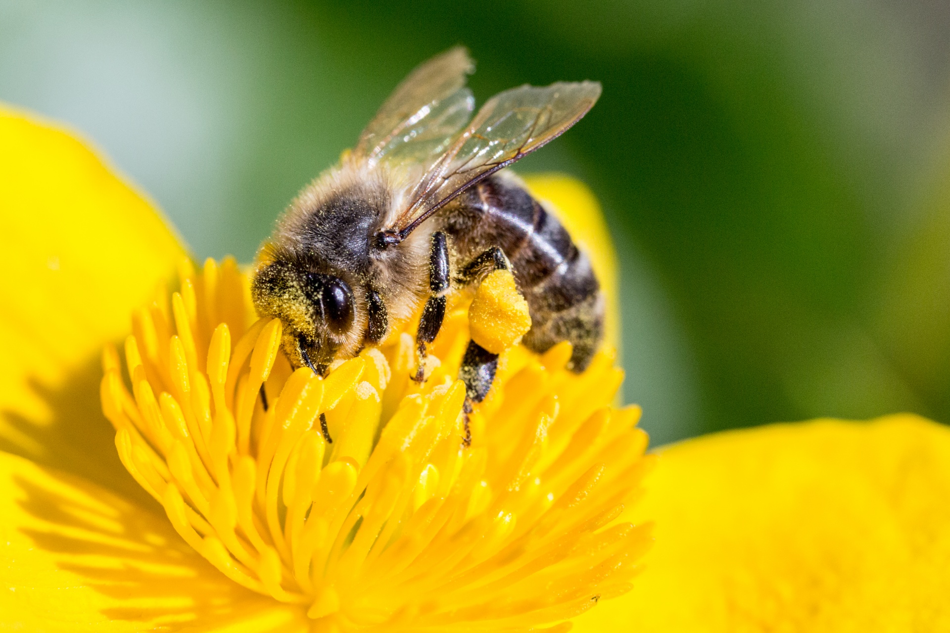 animal bee bees free photo