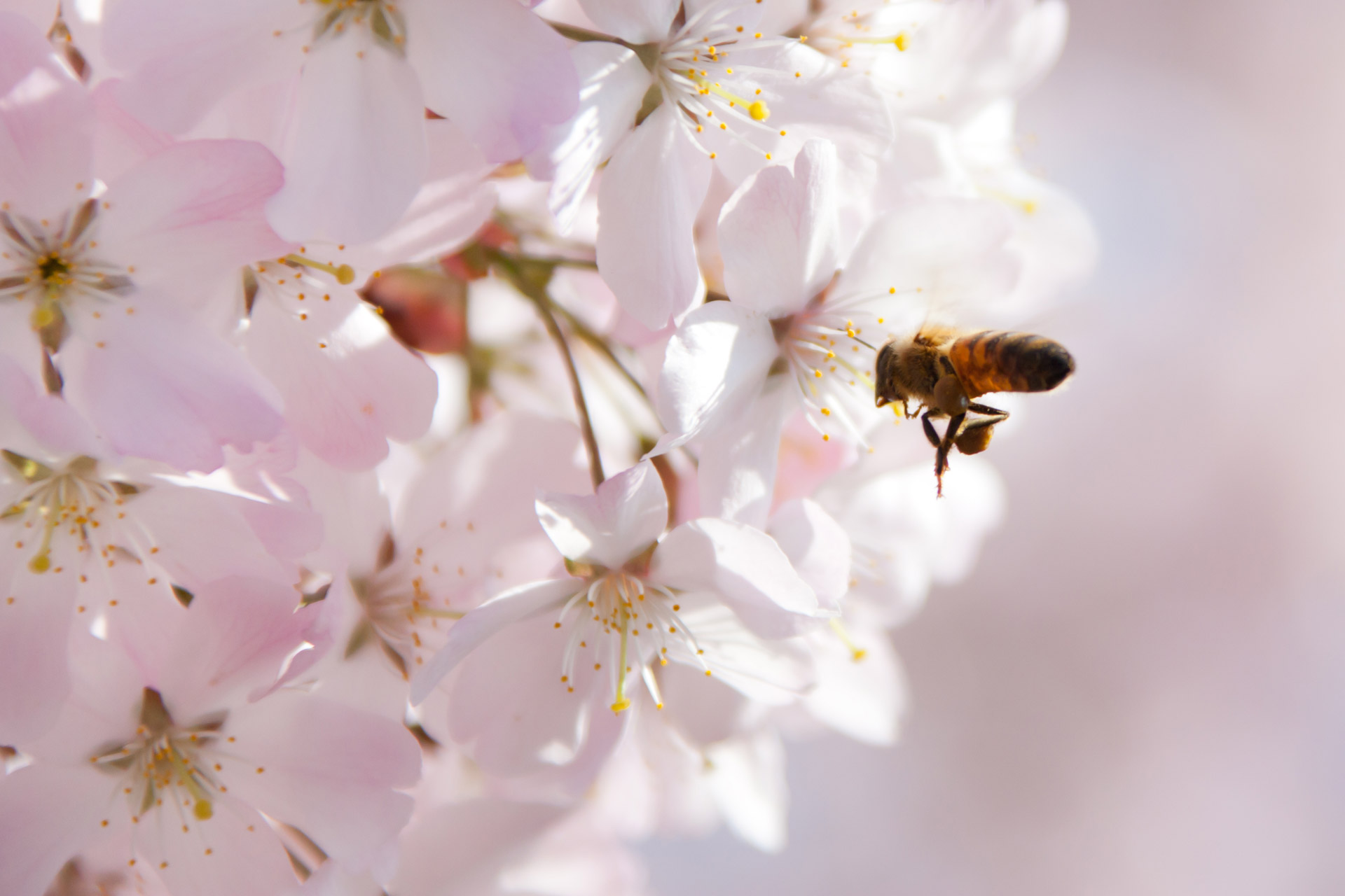 animal bee blossom free photo