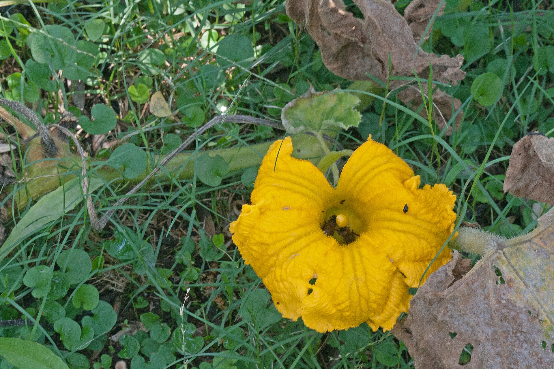 flower pumpkin yellow free photo