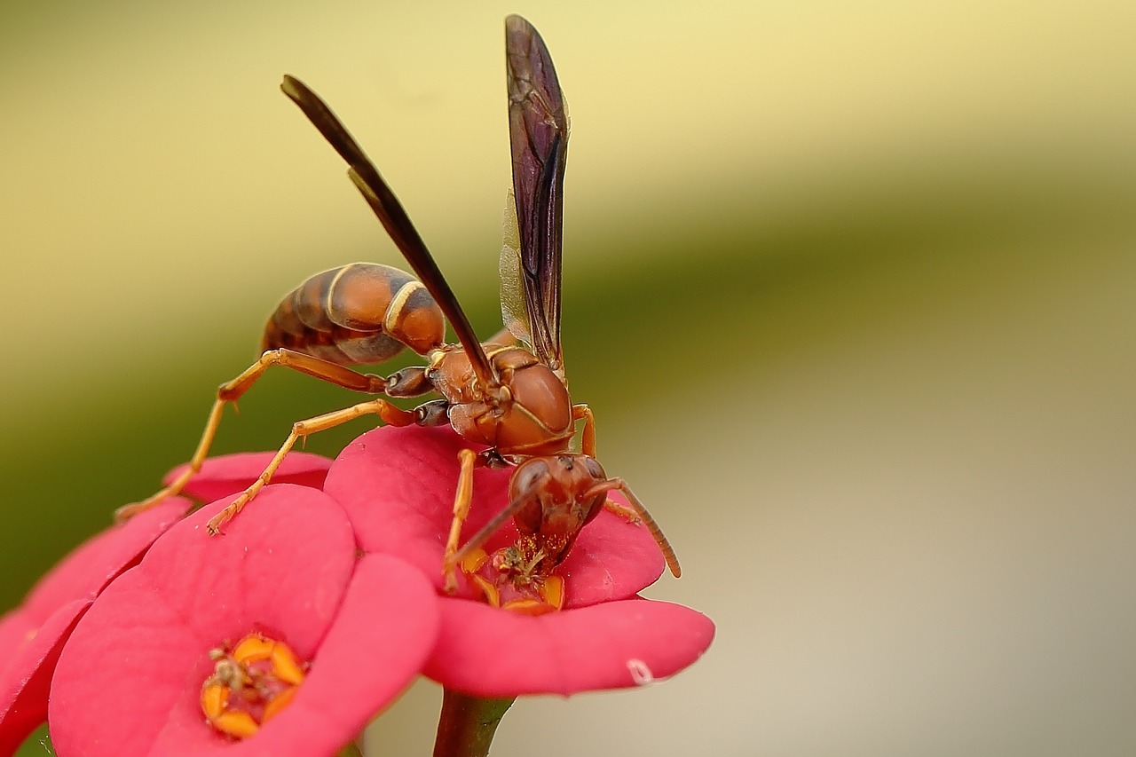 pollination nature insect free photo