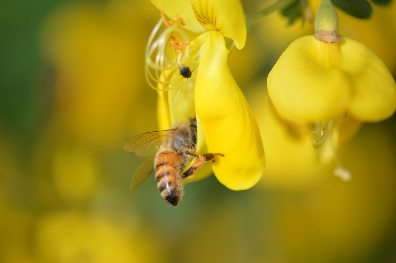 bee pollination yellow free photo