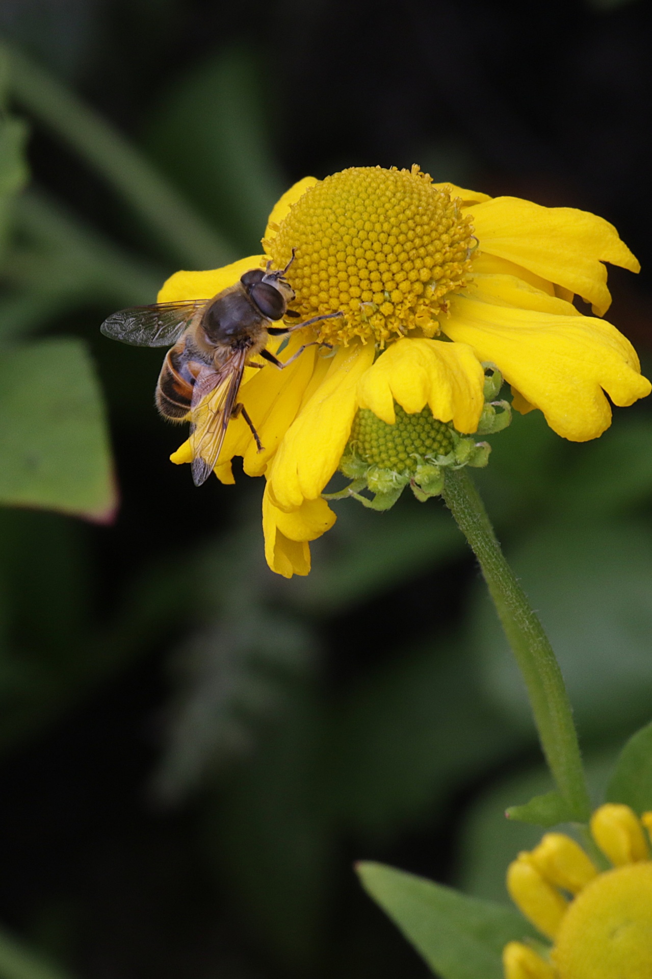 pollination bee flower free photo