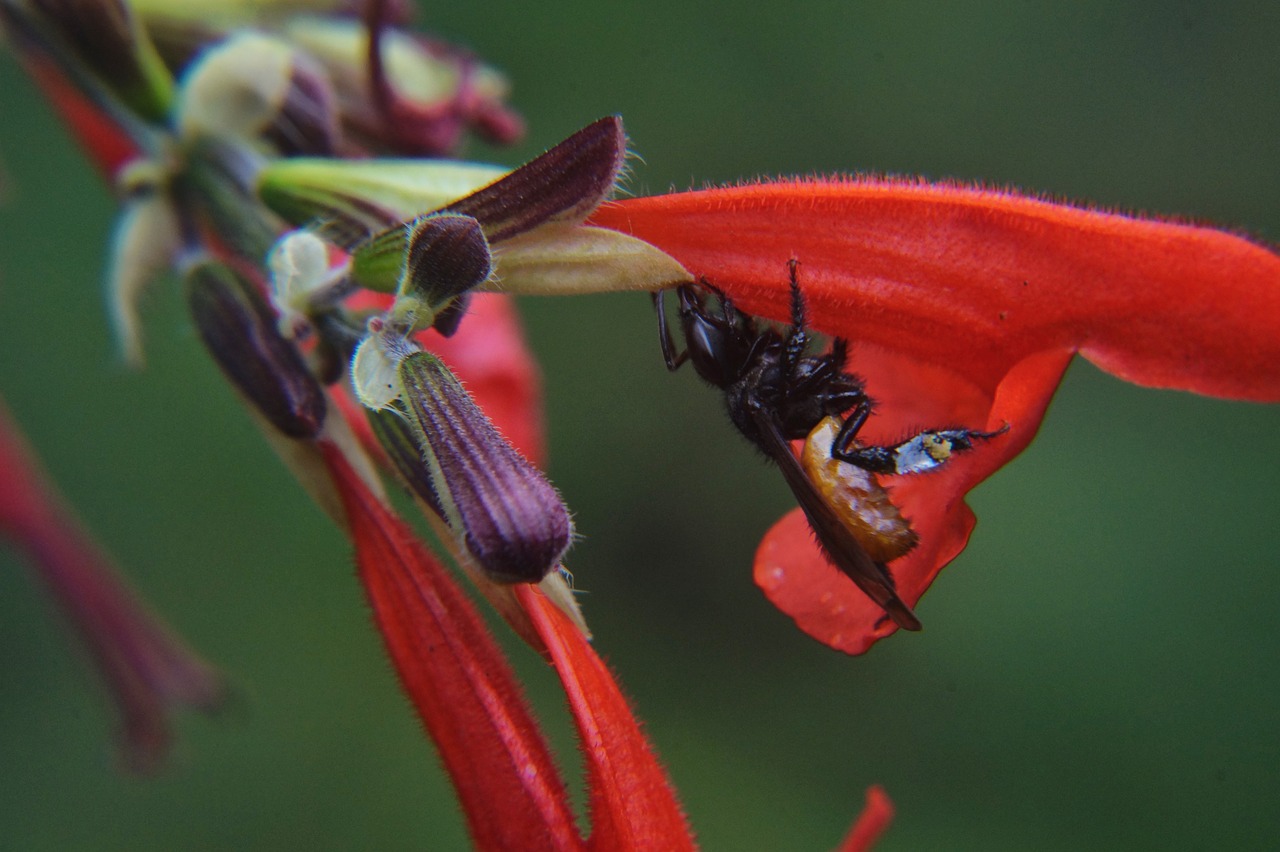 pollination nature bee free photo