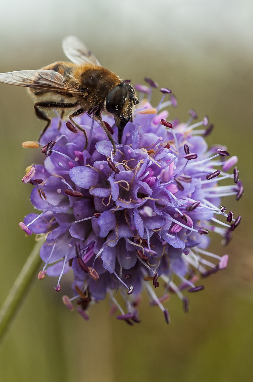 pollination purple insect free photo