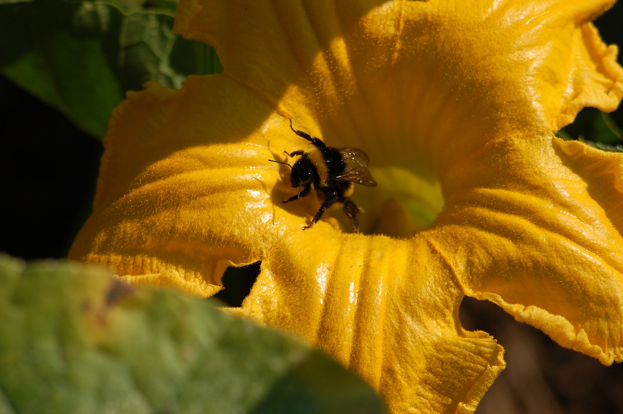 pollination  insect  yellow flower free photo