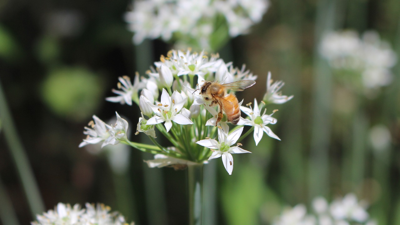 pollination  honeybee  garlic chives free photo