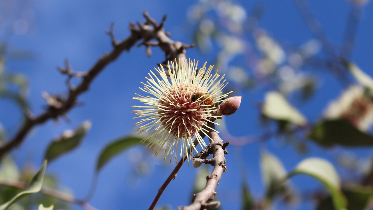 pollination  bee  pin-cushion hakea free photo