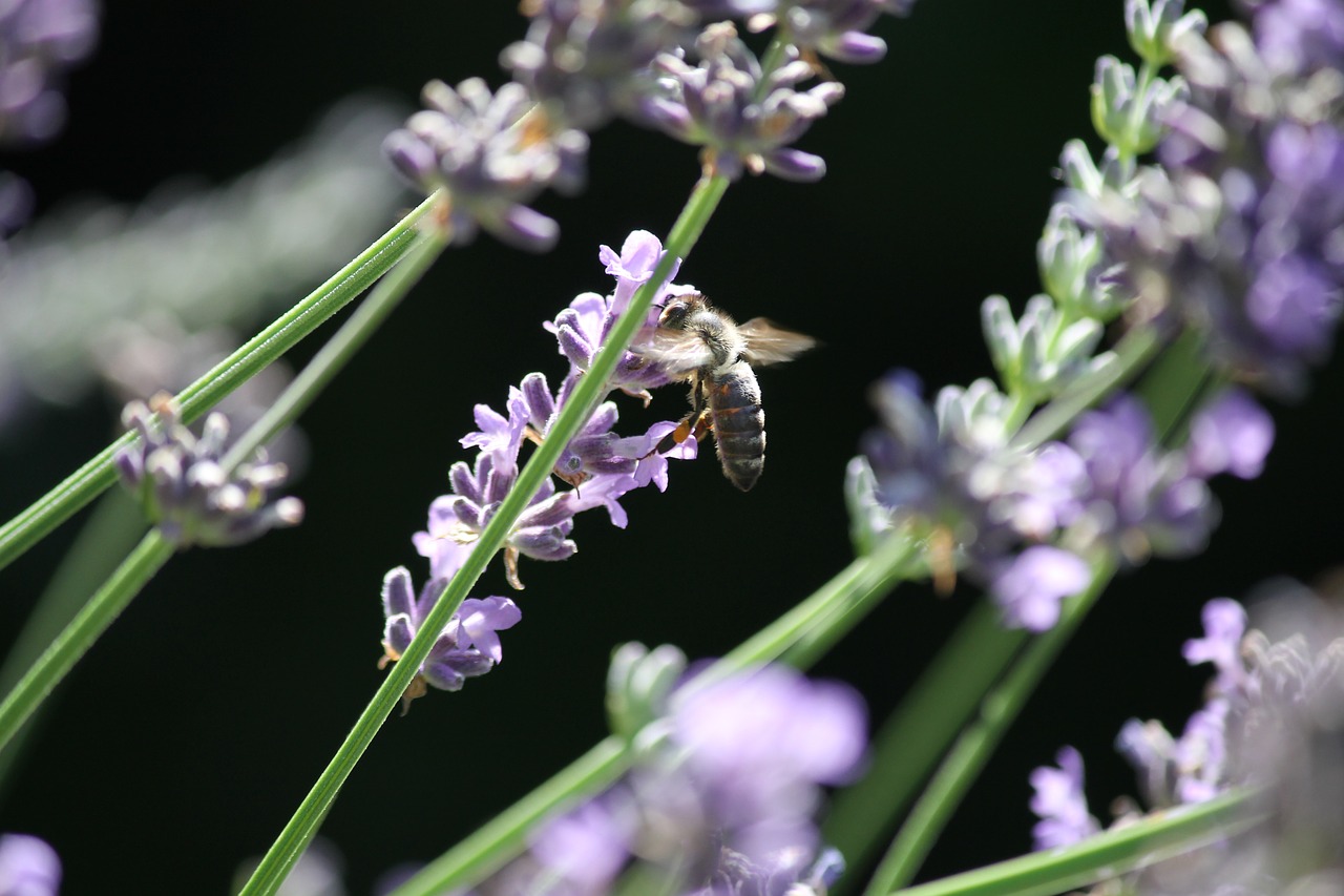 pollination bee lavender free photo