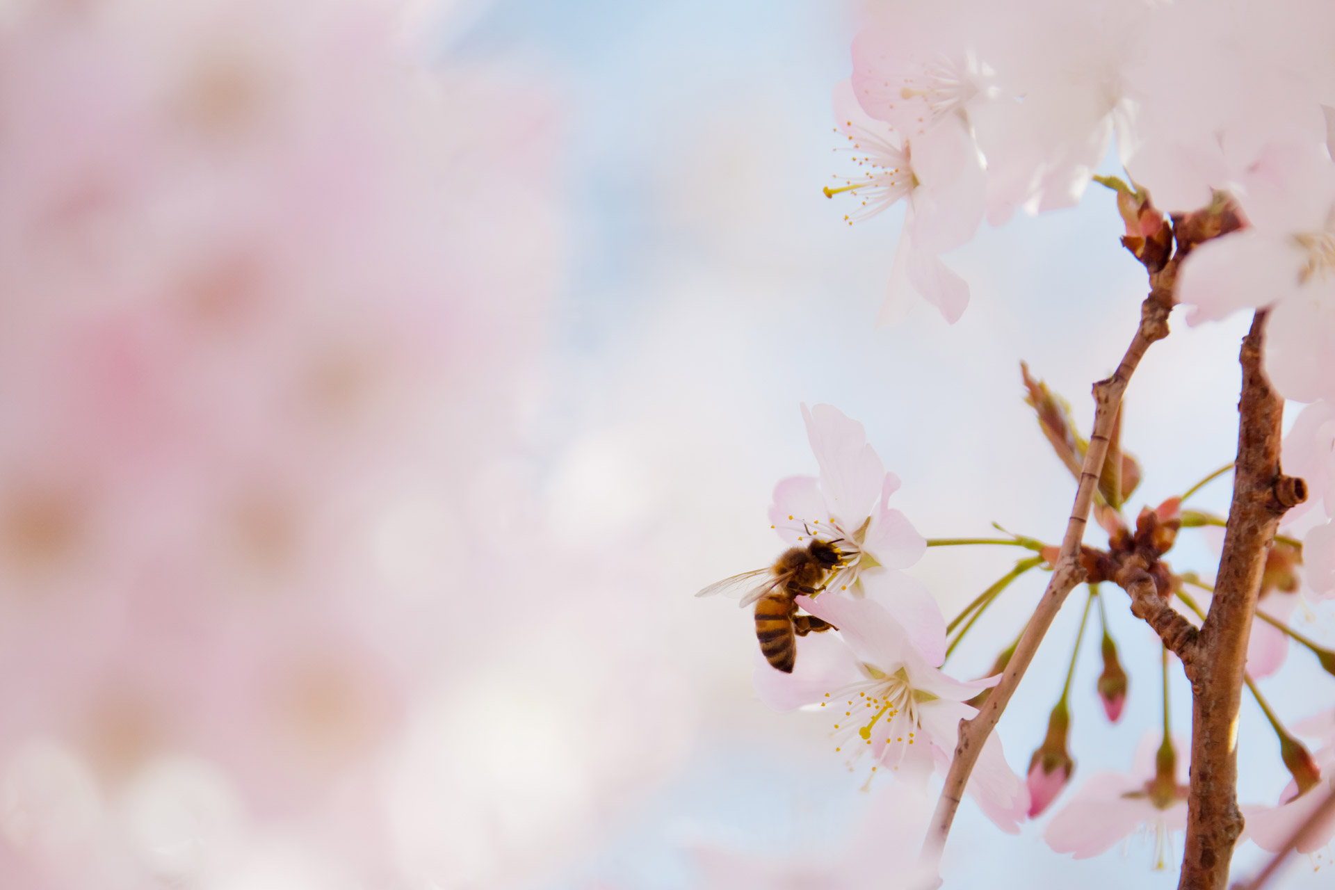 animal bee blossom free photo