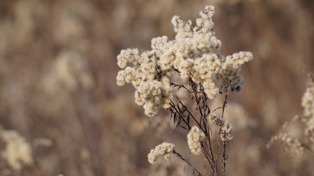 polny flower winter plant free photo