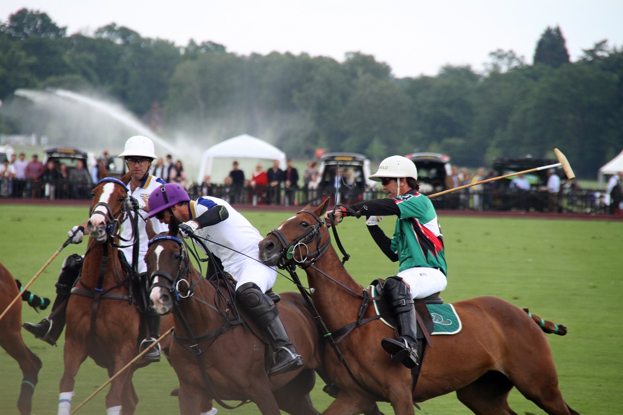 polo horses players free photo