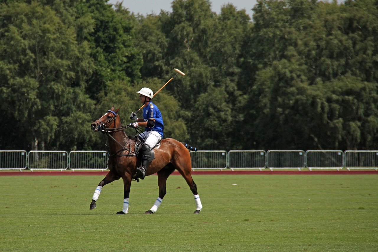 polo horses competition free photo