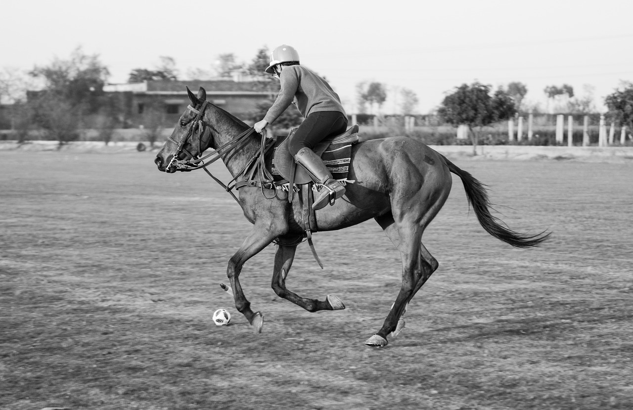 polo  playing  sport free photo
