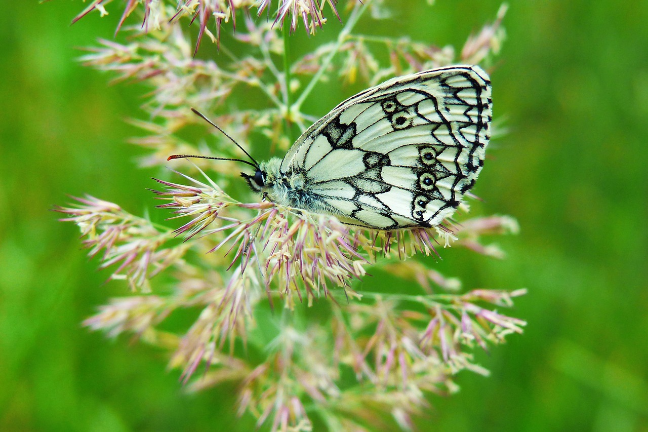 polowiec chess board  butterfly day  insect free photo