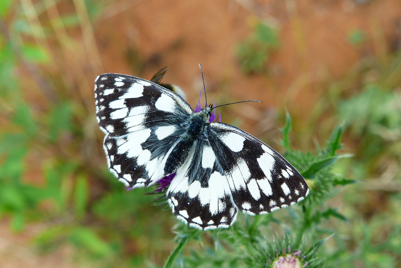 polowiec chess board  butterfly day  insect free photo