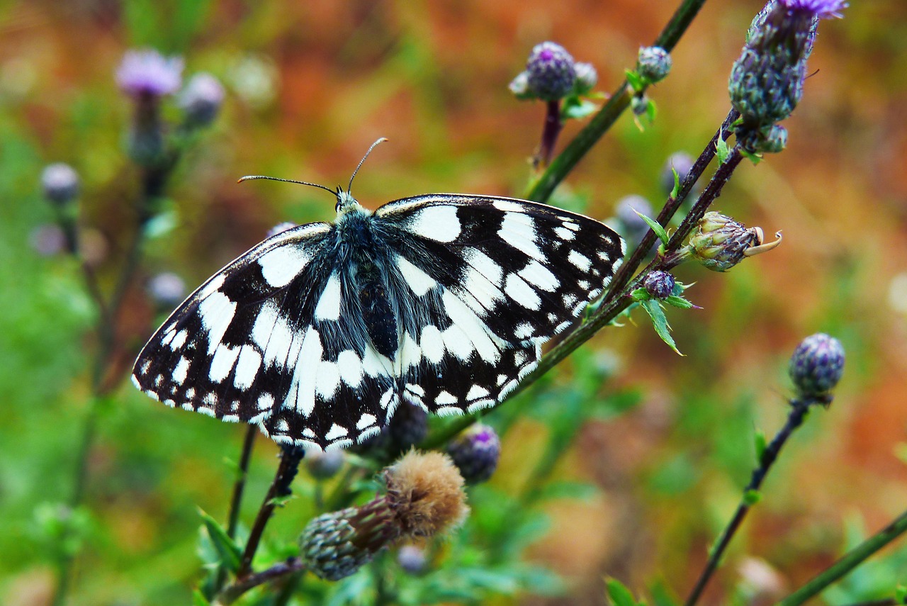 polowiec chess board  butterfly day  insect free photo