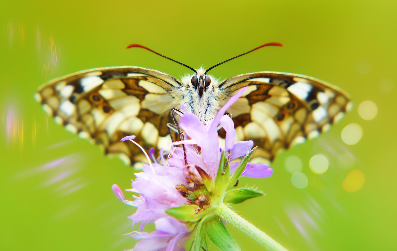 polowiec chess board  butterfly day  flower free photo