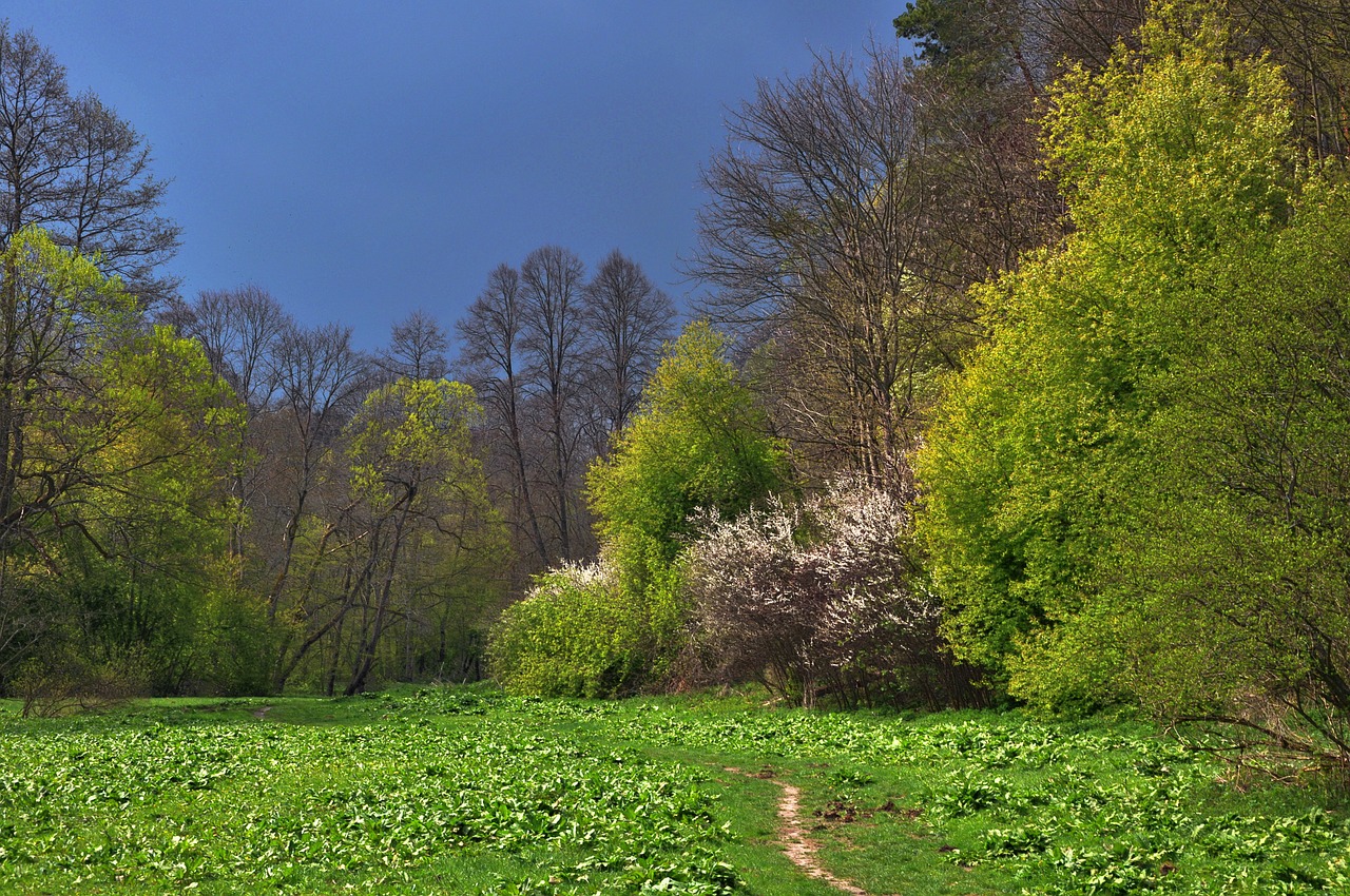 polyana forest tree free photo