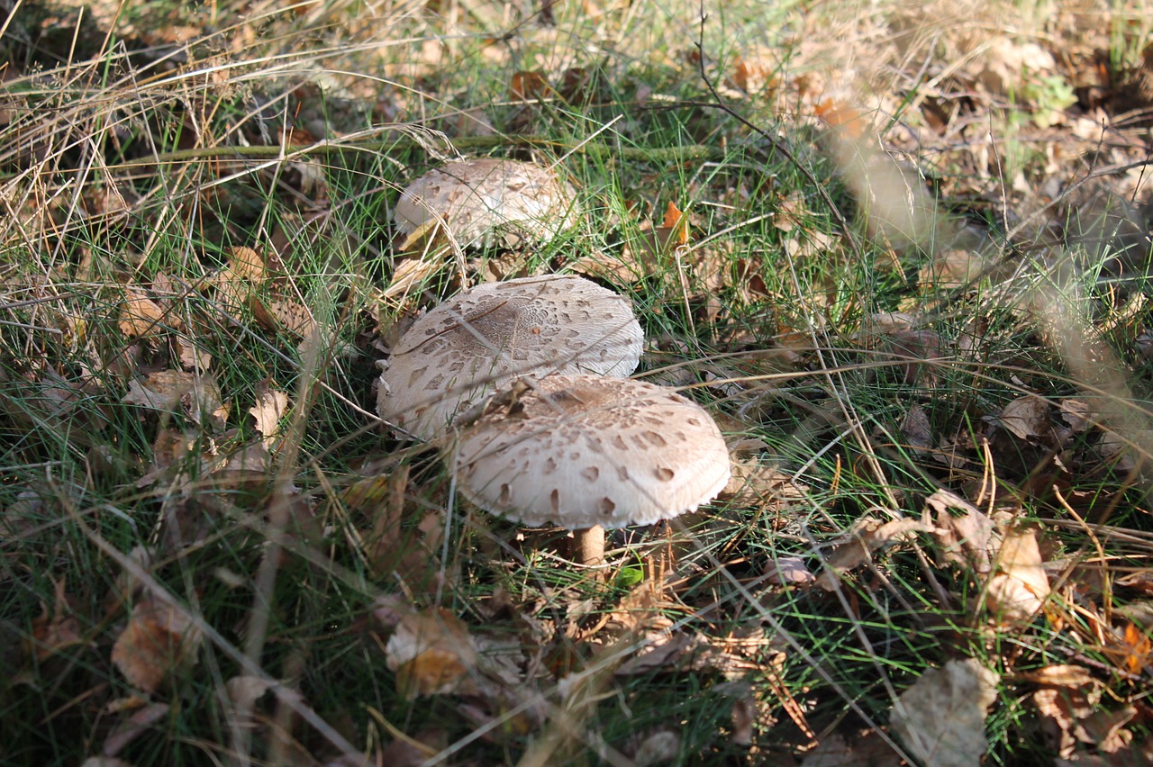 polyana mushrooms kite free photo