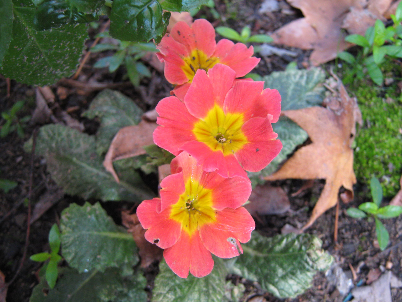 flower pink polyanthus free photo