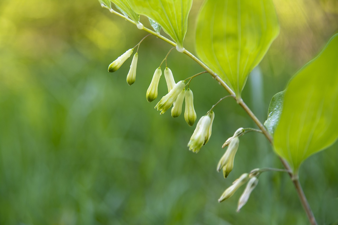 polygonatum multiflora  blossom  bloom free photo