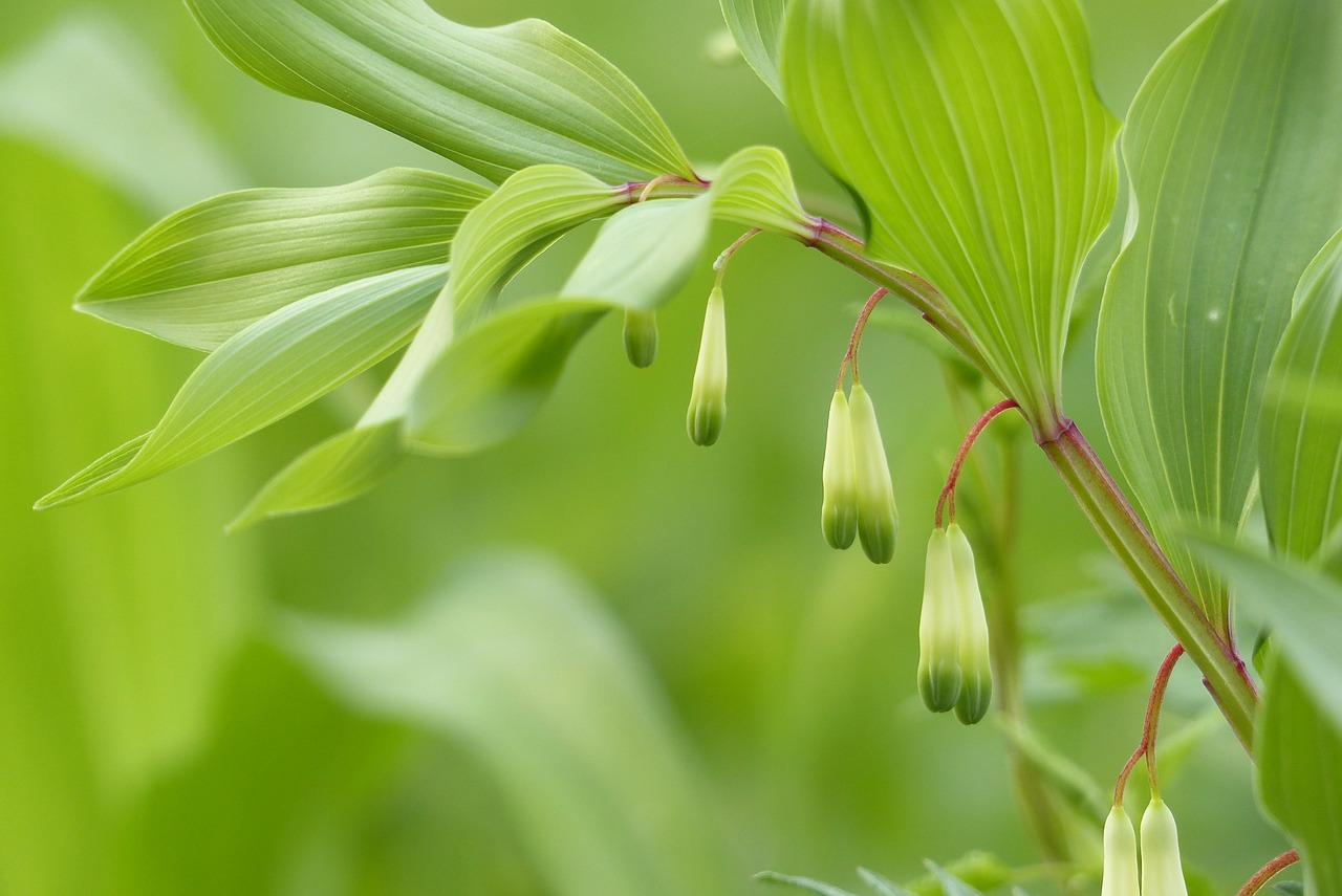 polygonatum odoratum spring flowers free photo