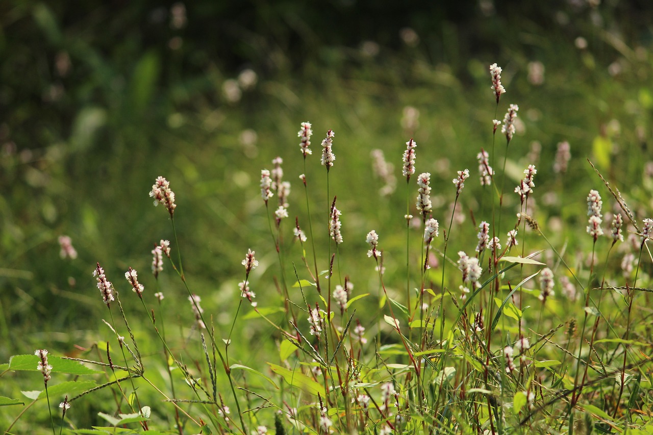 polygonum polygonum flower autumn free photo