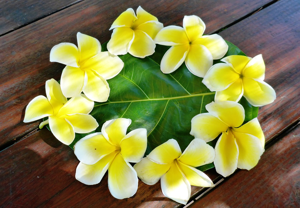 plumeria flower polynesia free photo