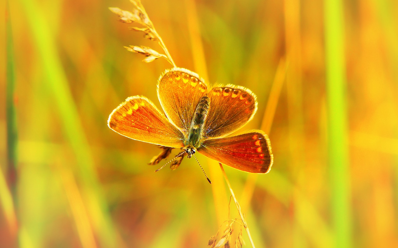 polyommatus agestis  insect  butterfly day free photo