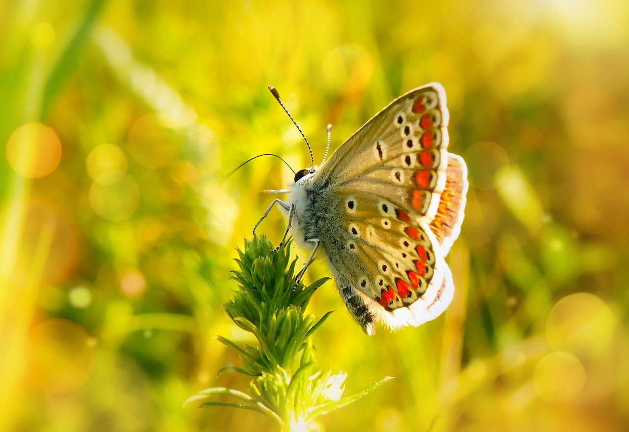 polyommatus agestis  butterfly day  insect free photo