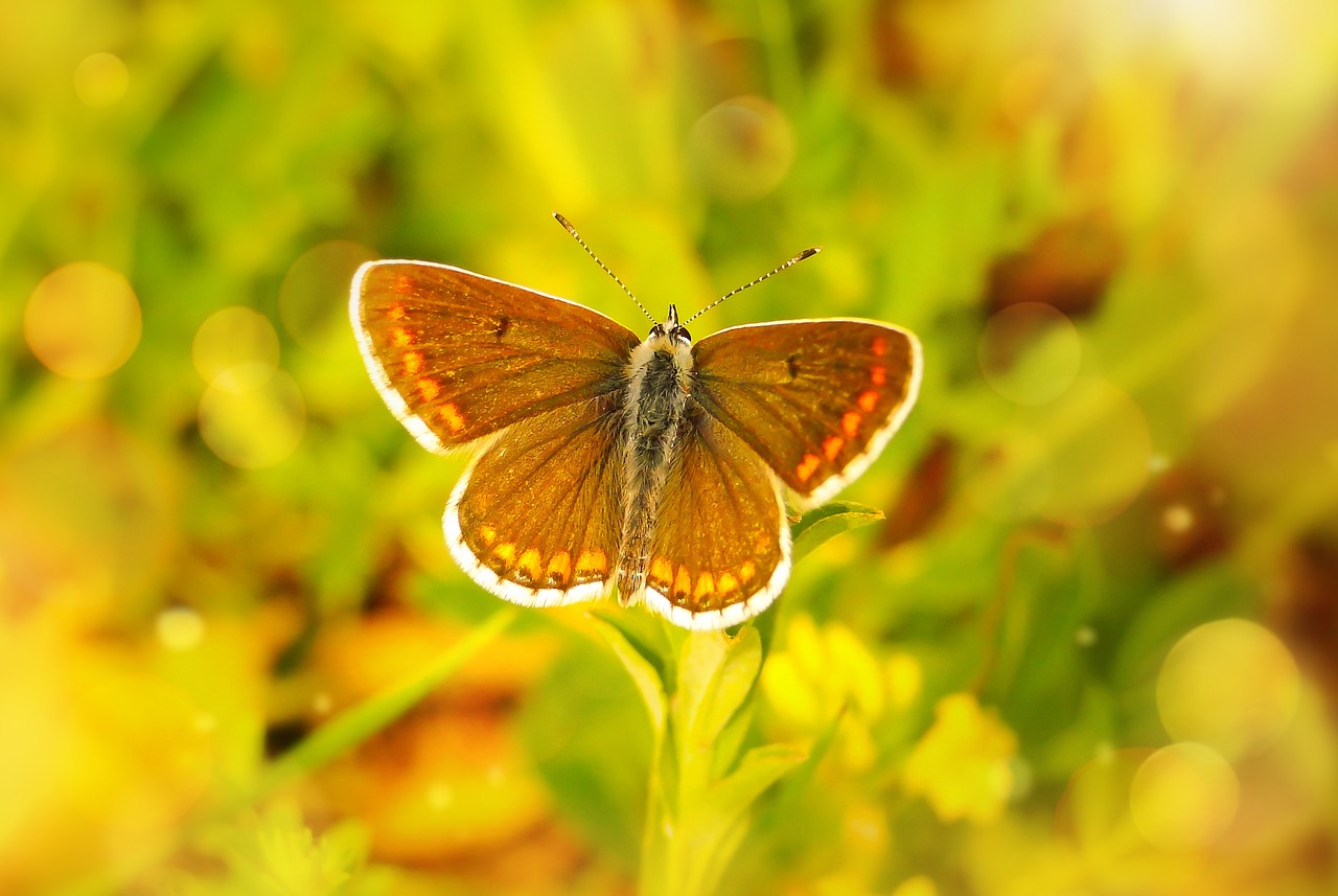 polyommatus agestis  butterfly day  insect free photo