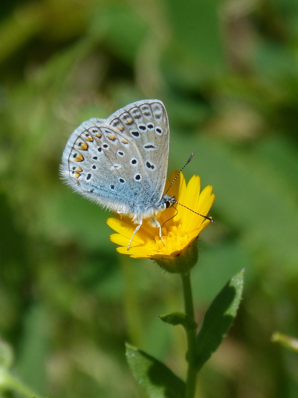 polyommatus icarus blue butterfly blaueta free photo