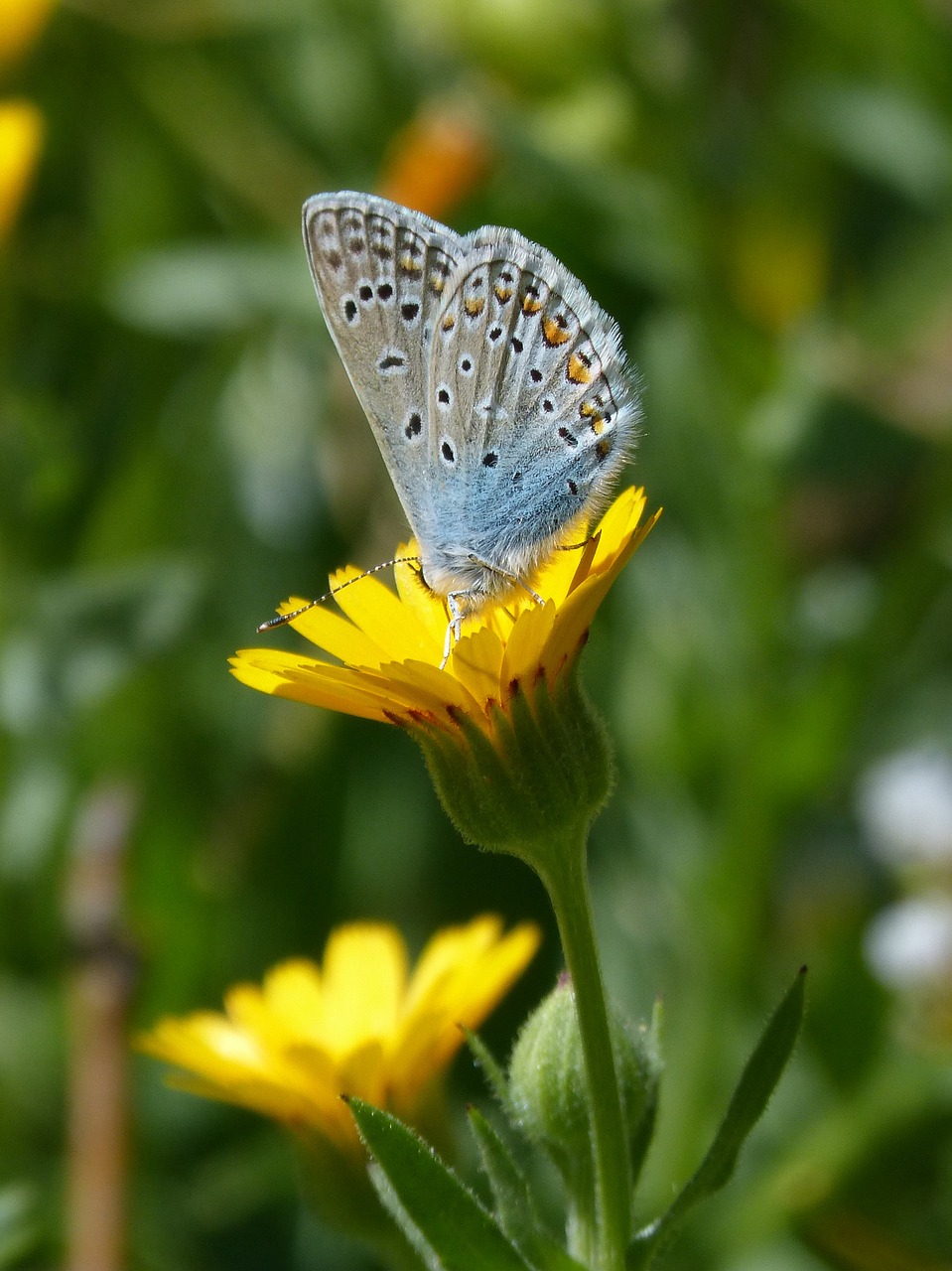 polyommatus icarus blue butterfly blaueta free photo