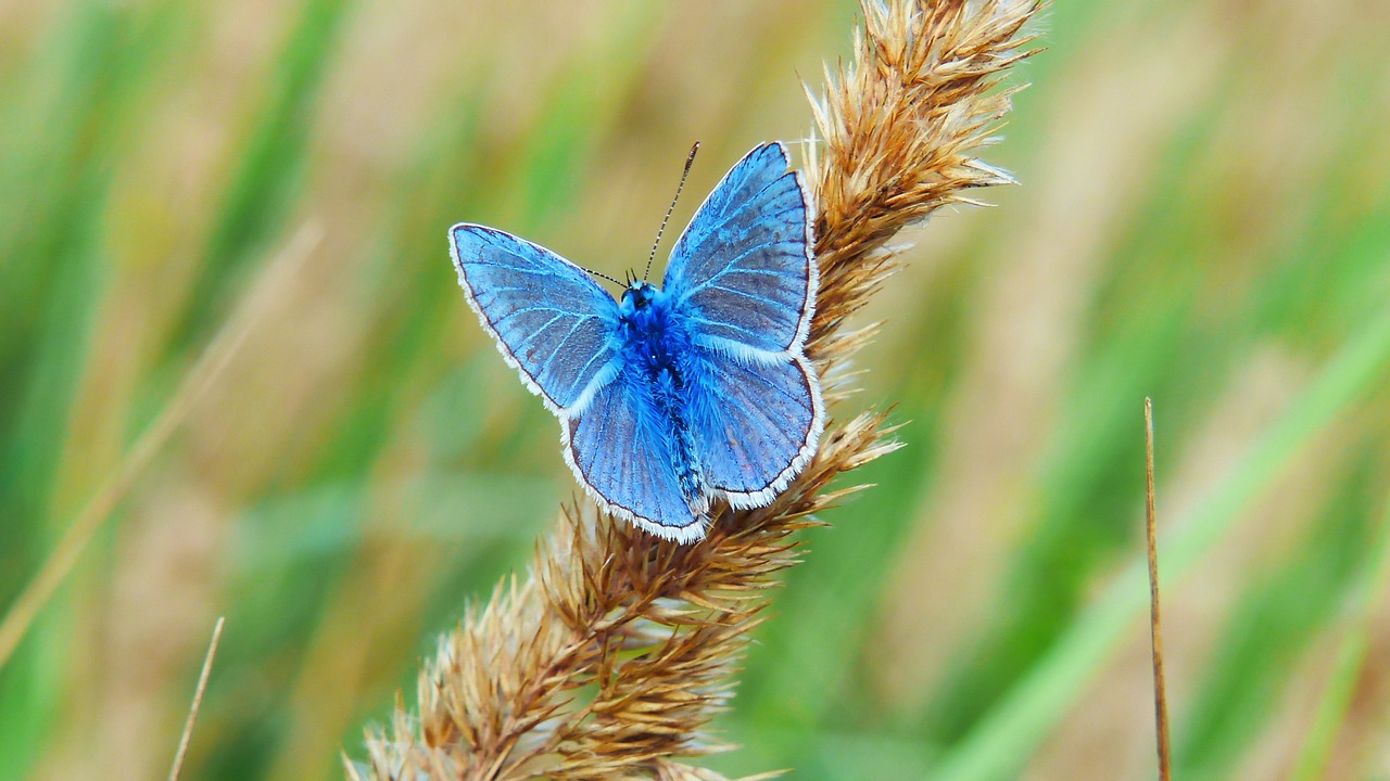 polyommatus icarus  insect  butterfly day free photo