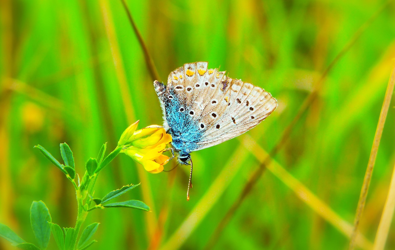 polyommatus icarus  insect  butterfly day free photo