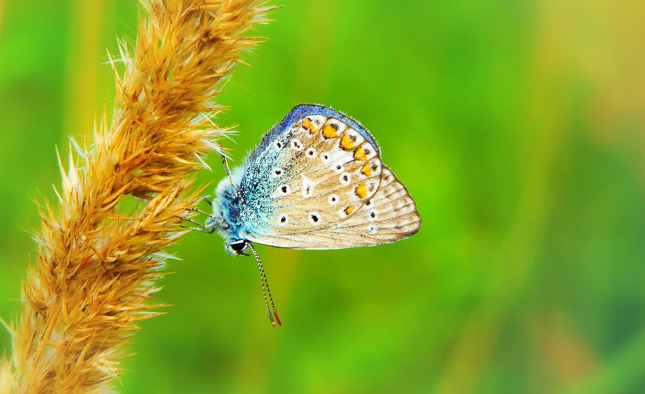 polyommatus icarus  tom  insect free photo