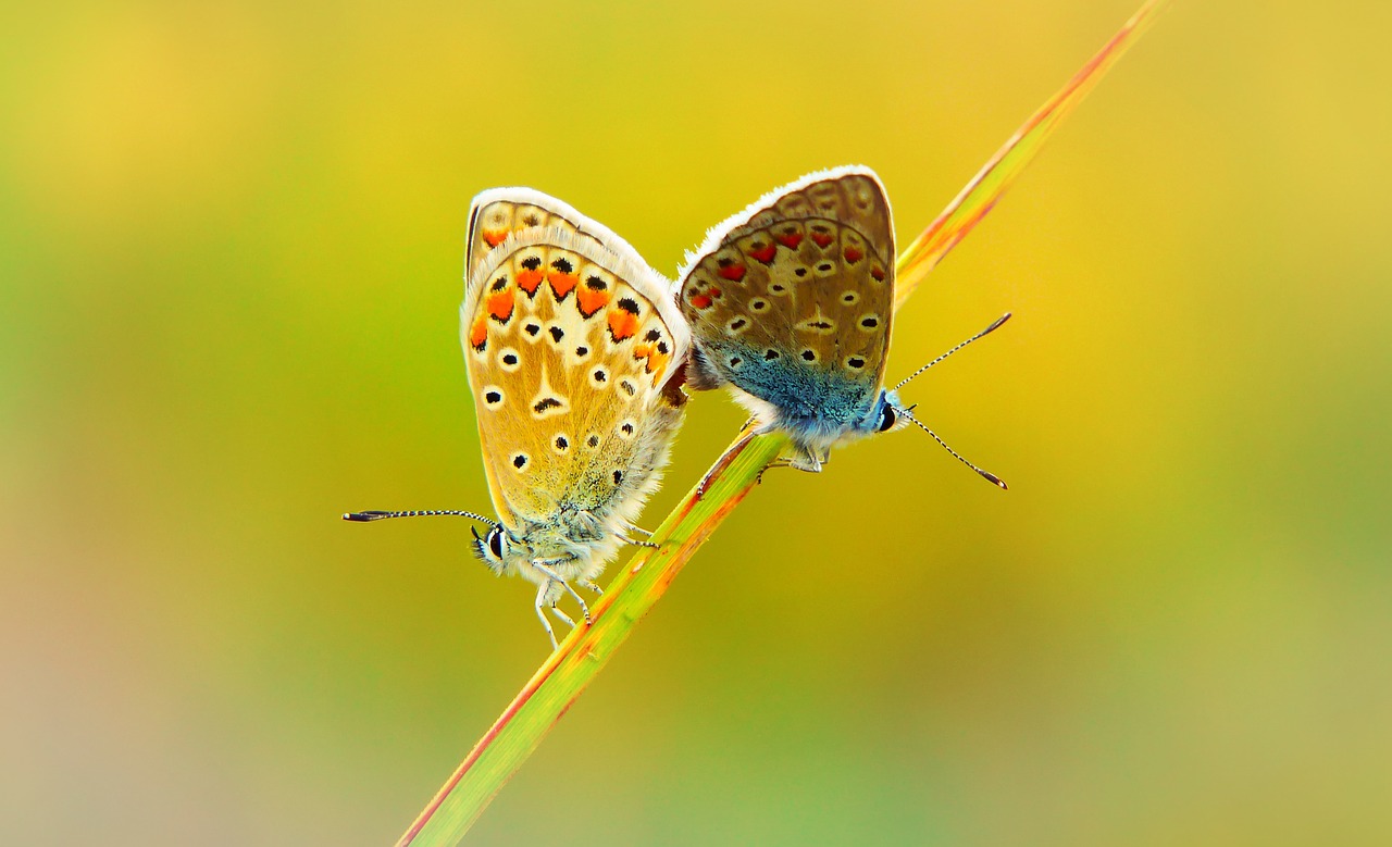 Polyommatus icarus, copulation, insects, butterfly day, animals - free ...