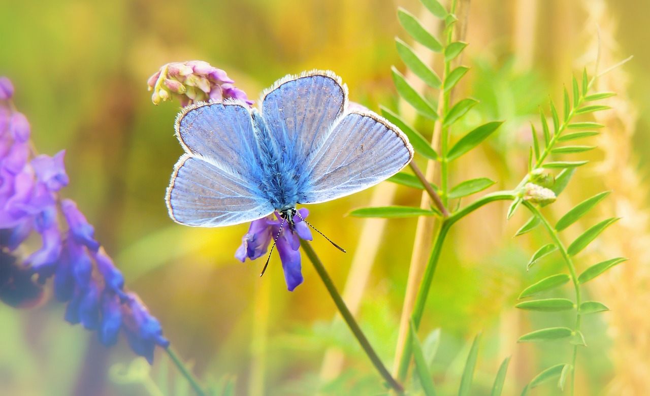 polyommatus icarus  insect  butterfly day free photo