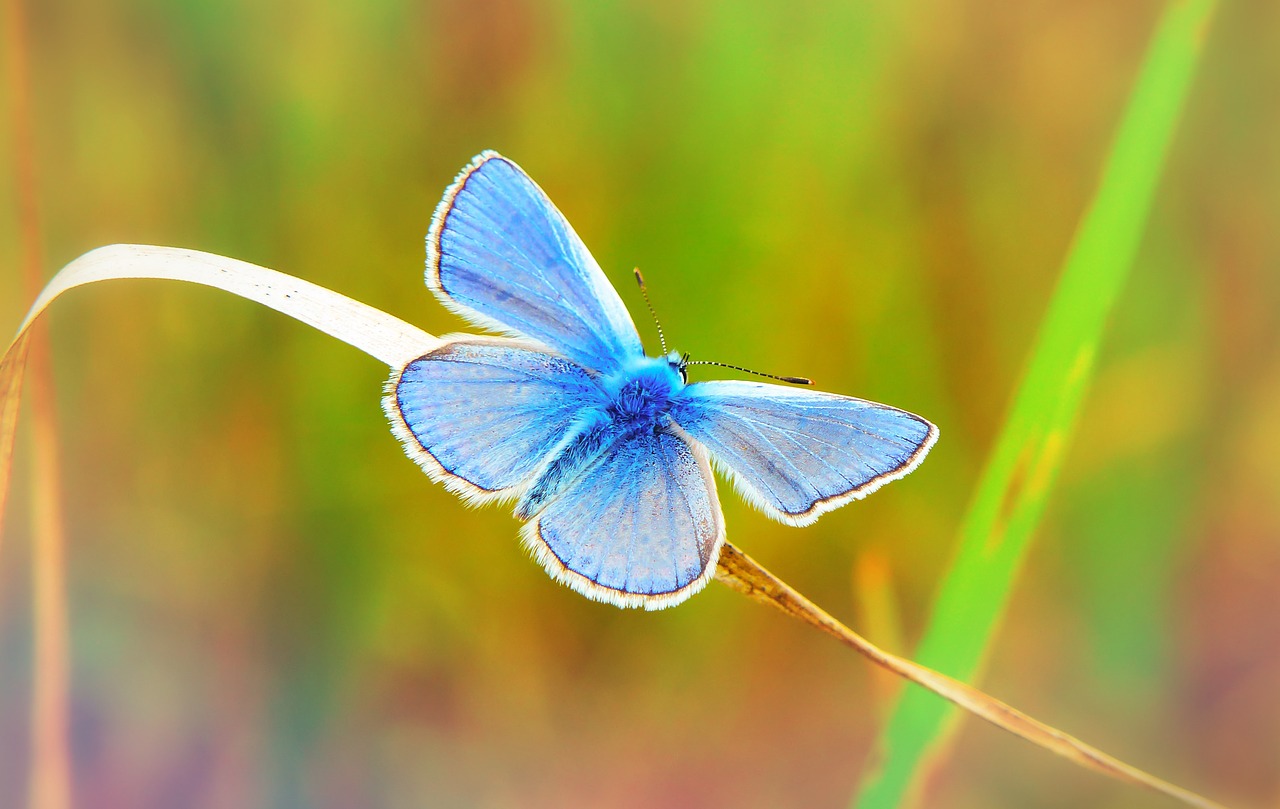 polyommatus icarus  insect  tom free photo