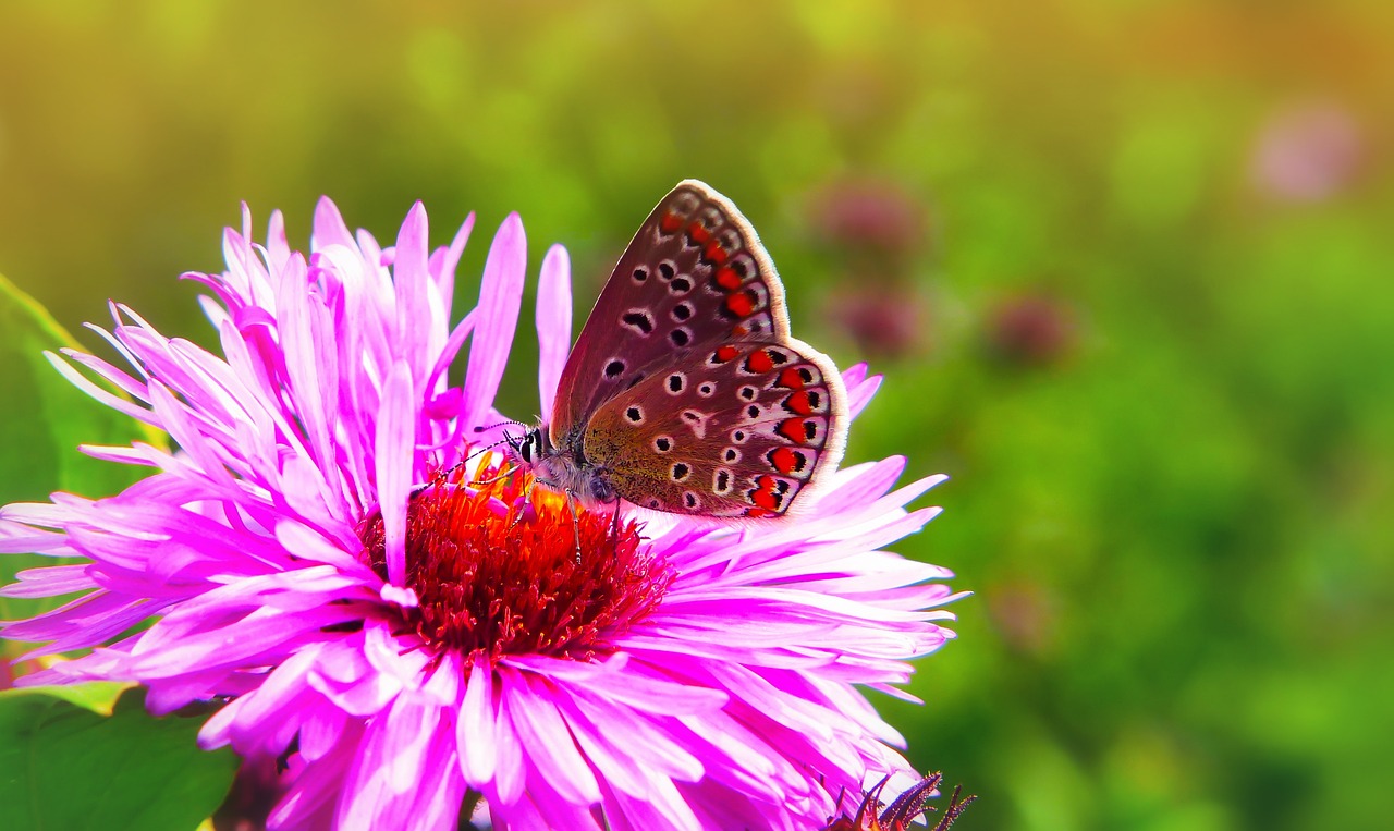 polyommatus icarus  tom  insect free photo