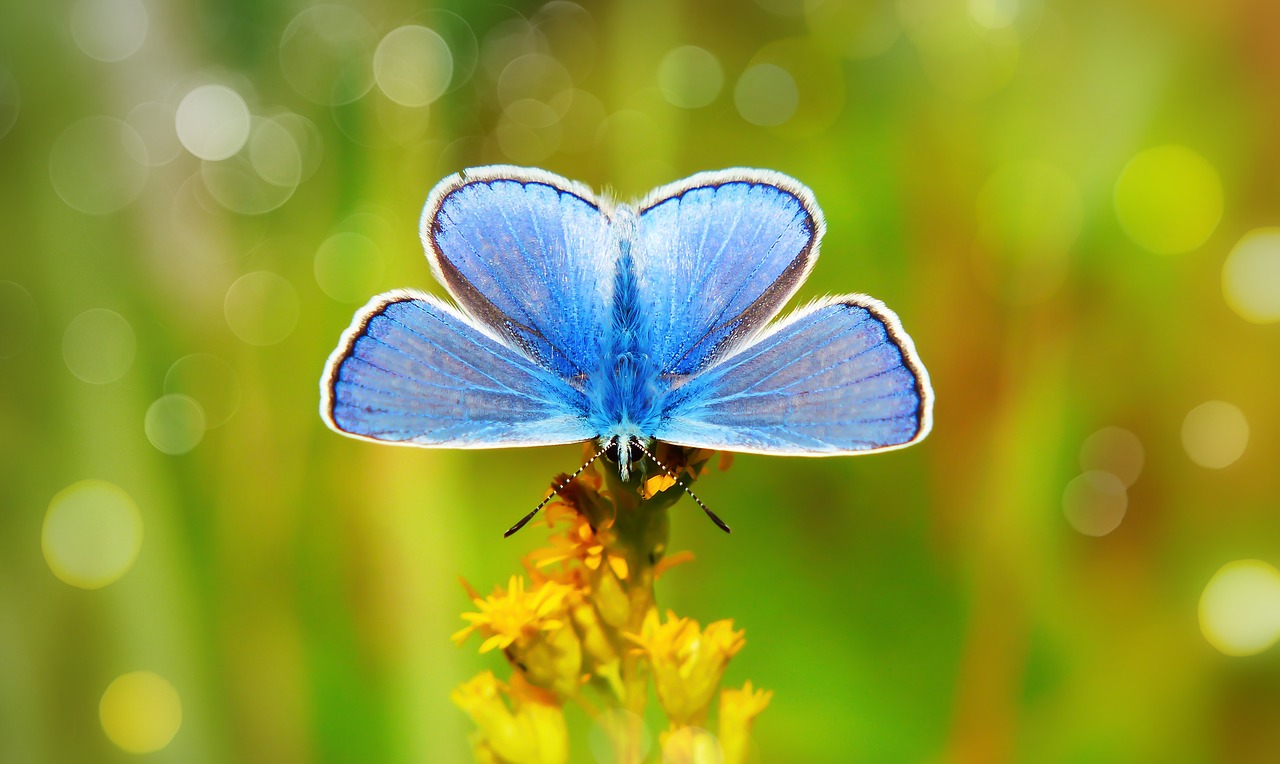 polyommatus icarus  tom  butterfly day free photo