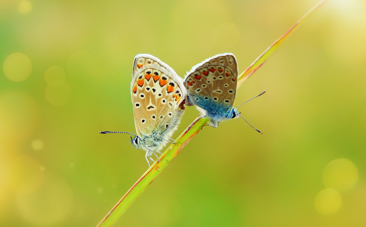 polyommatus icarus  insects  butterfly day free photo