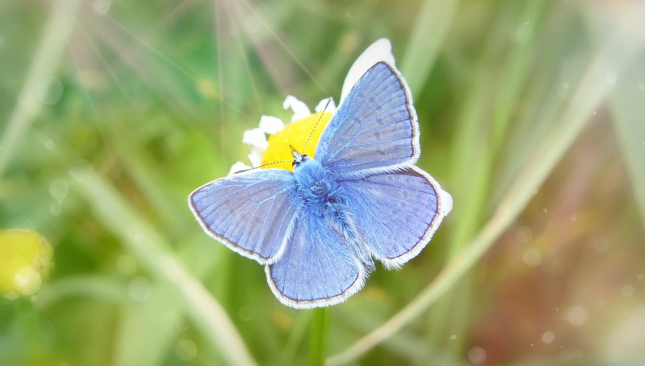 polyommatus icarus  tom  insect free photo