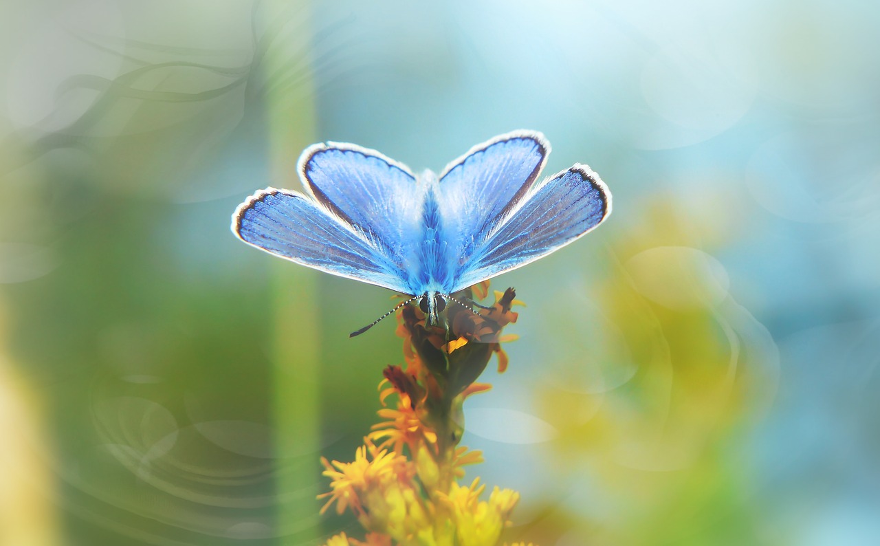 polyommatus icarus  tom  butterfly day free photo