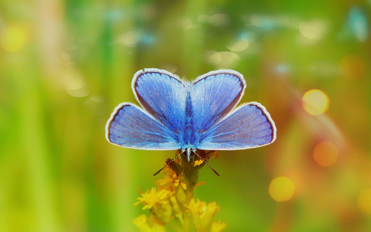 polyommatus icarus  butterfly day  antennae free photo