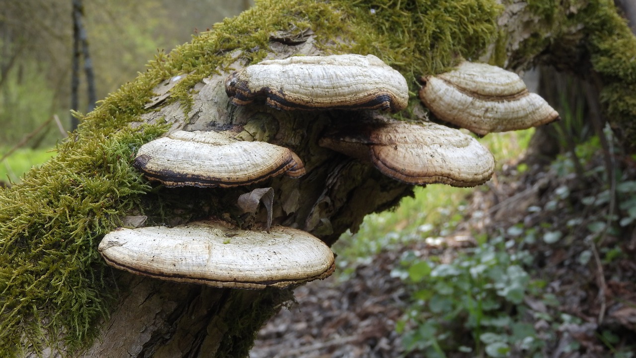 polypore  fungus  fungus on wood free photo