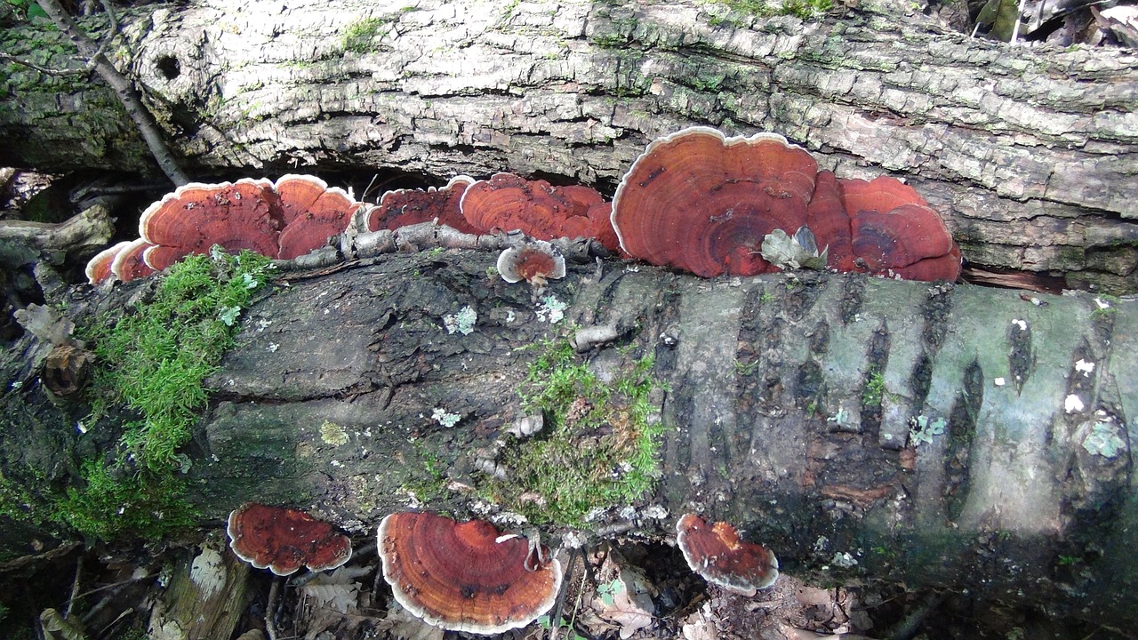 polyporus stockschwaemme forest free photo