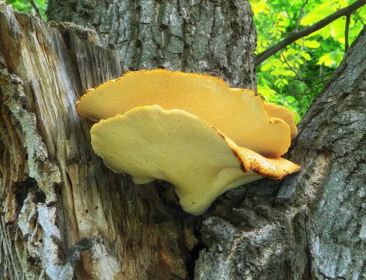 polyporus squamos mushroom tree free photo