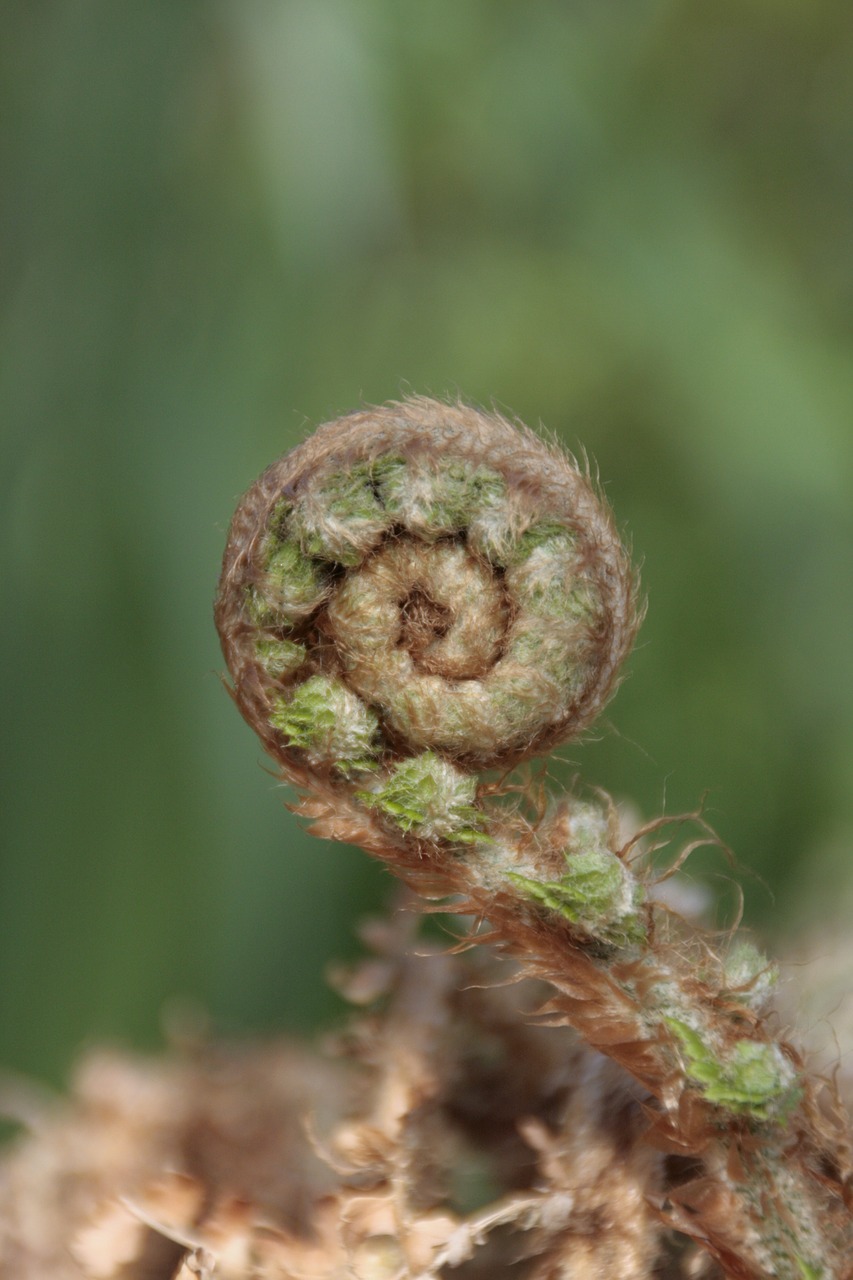 polystichum setiferum boating spring free photo