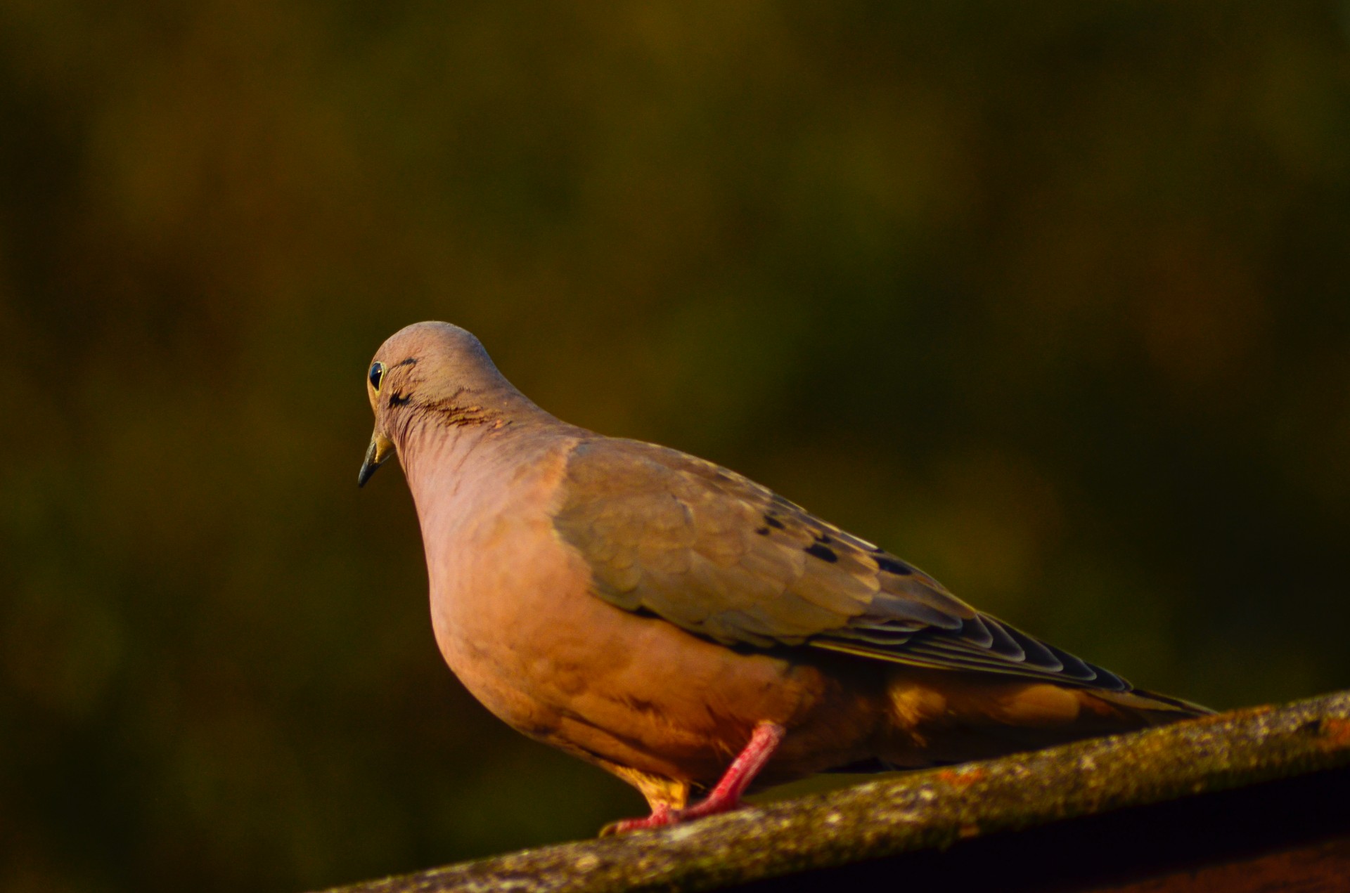 common dove dove free photo